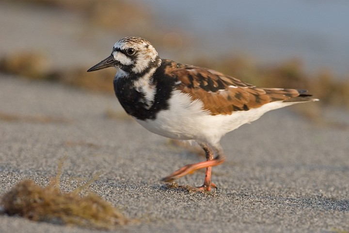 Steinwlzer Arenaria interpres Ruddy Turnstone